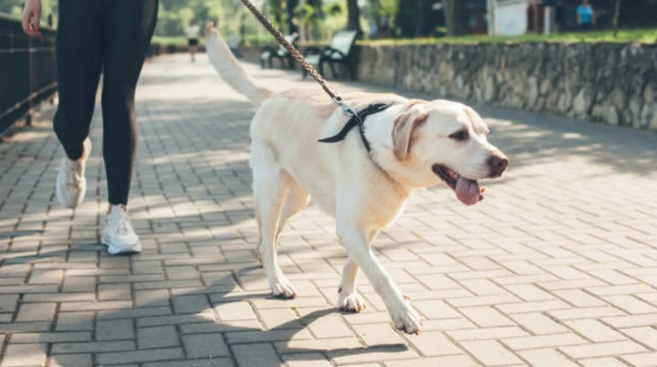 Lesiones de manos y muñecas al pasear al perro: cuánto cuestan y cómo prevenirlas