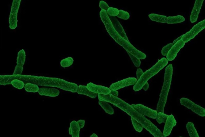 Microbiota intestinal y alimentación: por qué las bacterias pueden cambiar el efecto de la fibra