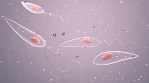 Leishmaniosis: perros, flebótomos y cambio climático, un desafío para la salud