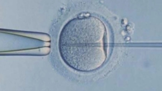 El postbiótico que podría mejorar la fertilidad femenina después de los 35 años