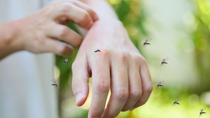El truco casero más efectivo para alejar a los mosquitos del hogar