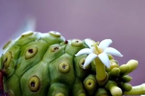 Adiós a la tensión alta: conoce la fruta que regula tu salud arterial y hepática